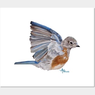 Bluebird Wings Posters and Art